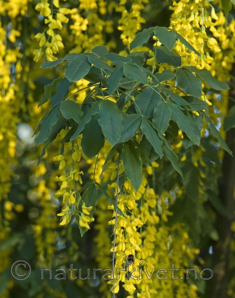BB 06 0114 / Laburnum alpinum / Alpegullregn