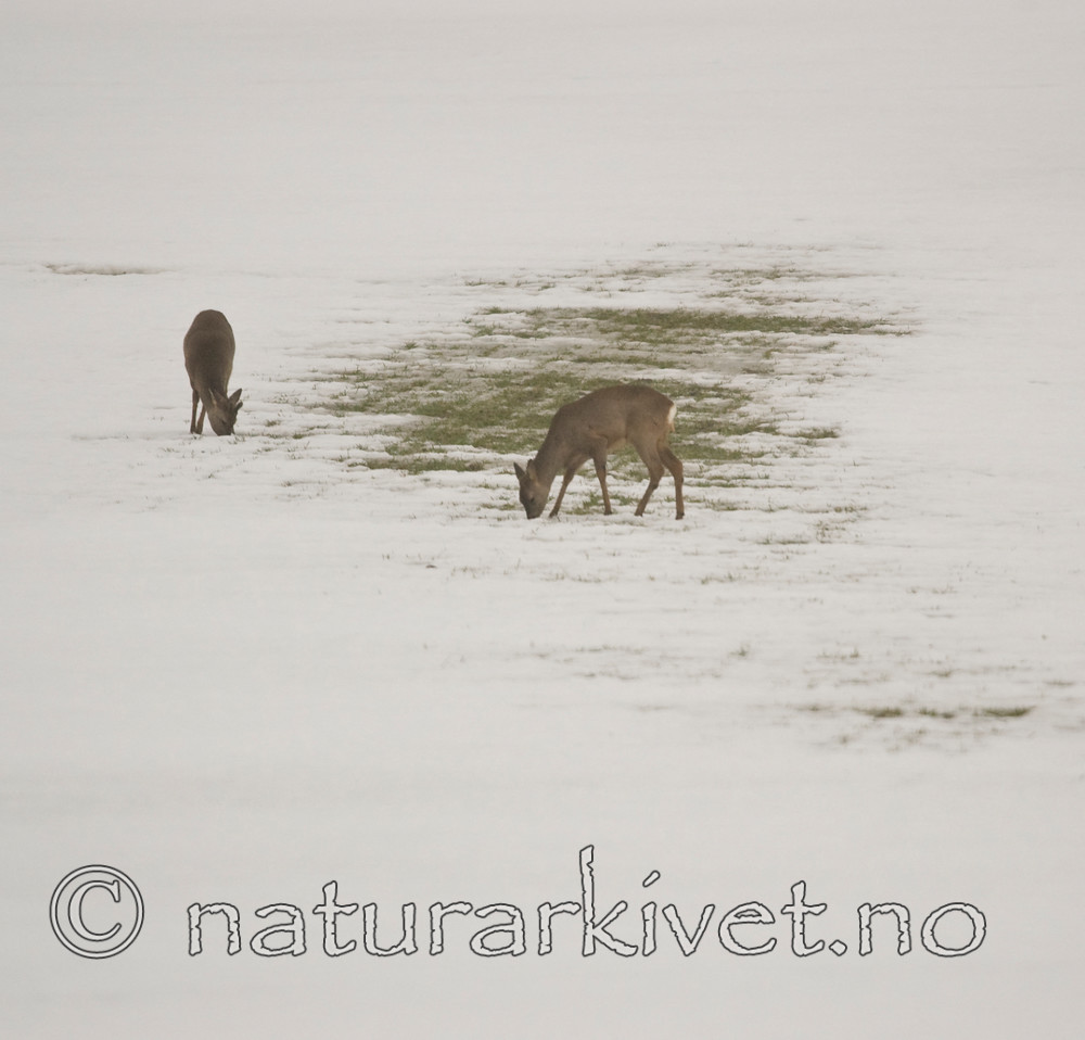 BB 06 0116 / Capreolus capreolus / Rådyr