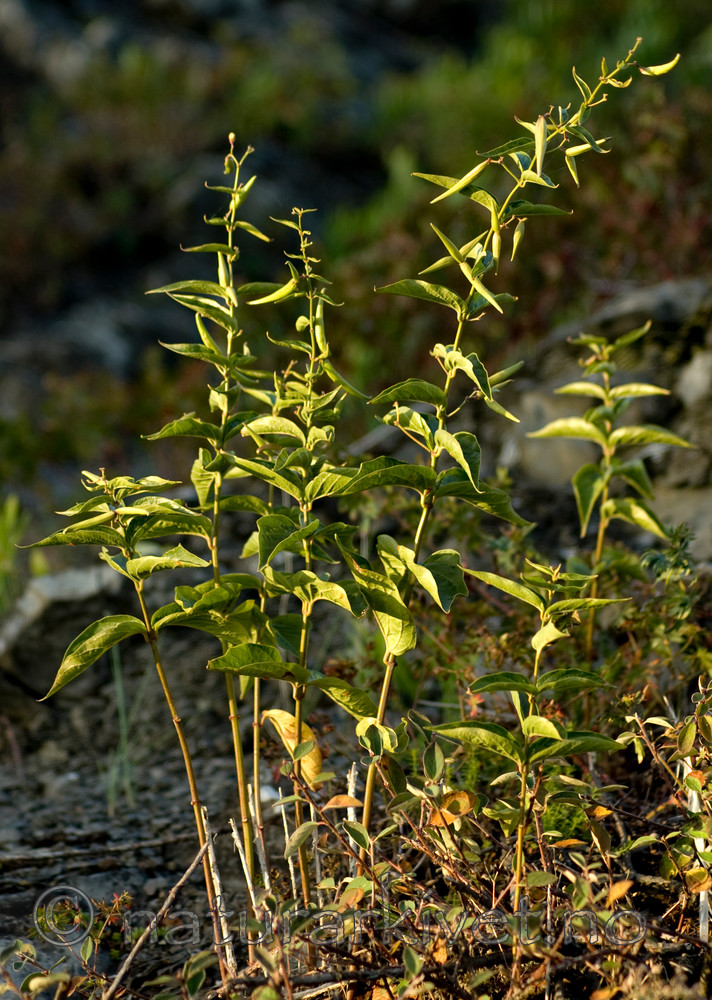 BB 06 0119 / Vincetoxicum rossicum / Russesvalerot
