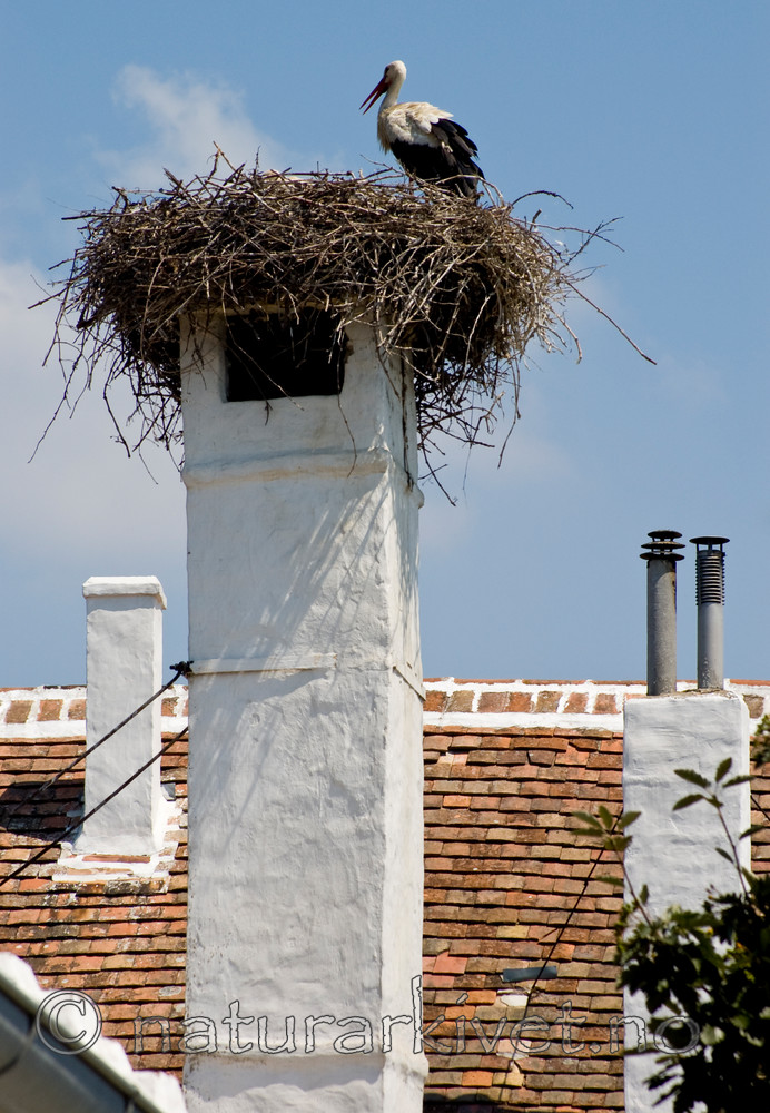 BB 06 0124 / Ciconia ciconia / Stork