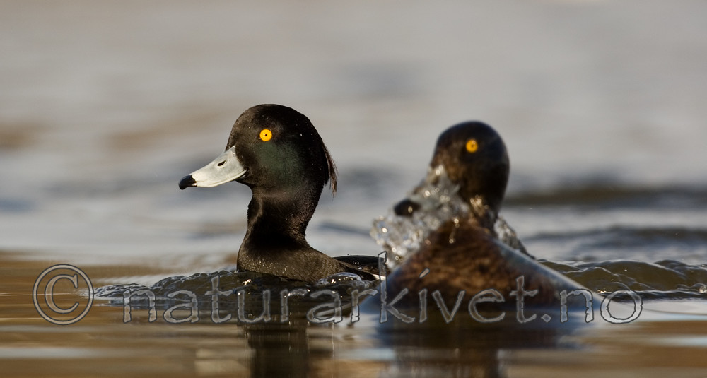 BB 06 0129 / Aythya fuligula / Toppand