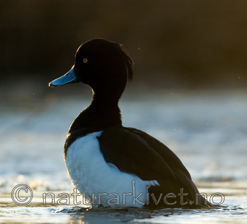BB 06 0131 / Aythya fuligula / Toppand