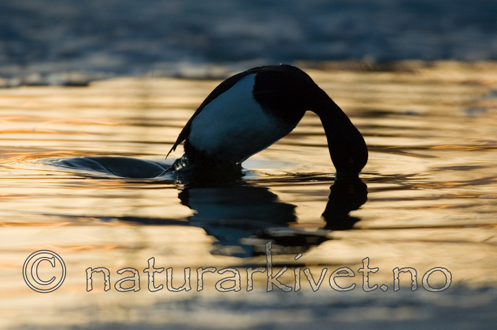 BB 06 0134 / Aythya fuligula / Toppand