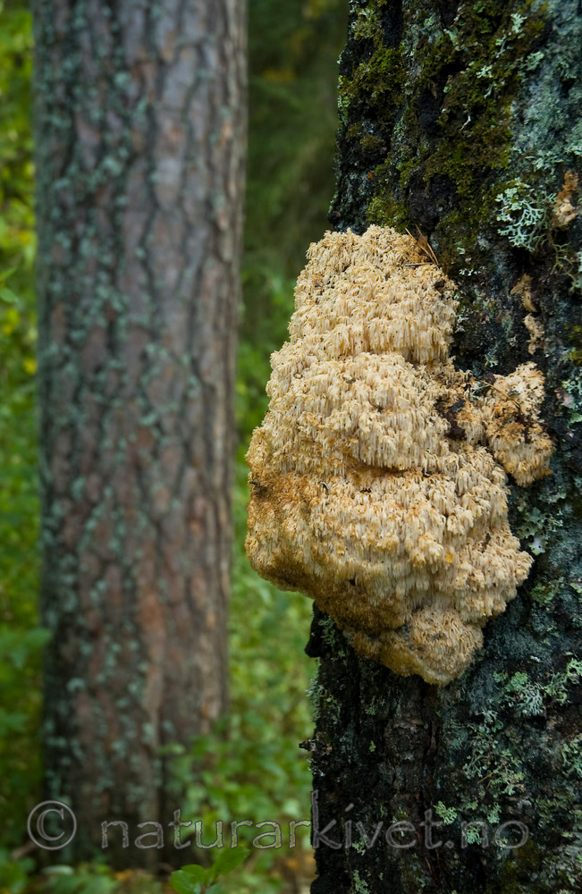 BB 06 0136 / Betula pendula / Hengebjørk <br /> Hericium cirrhatum / Børstepiggsopp <br /> Pinus sylvestris / Furu