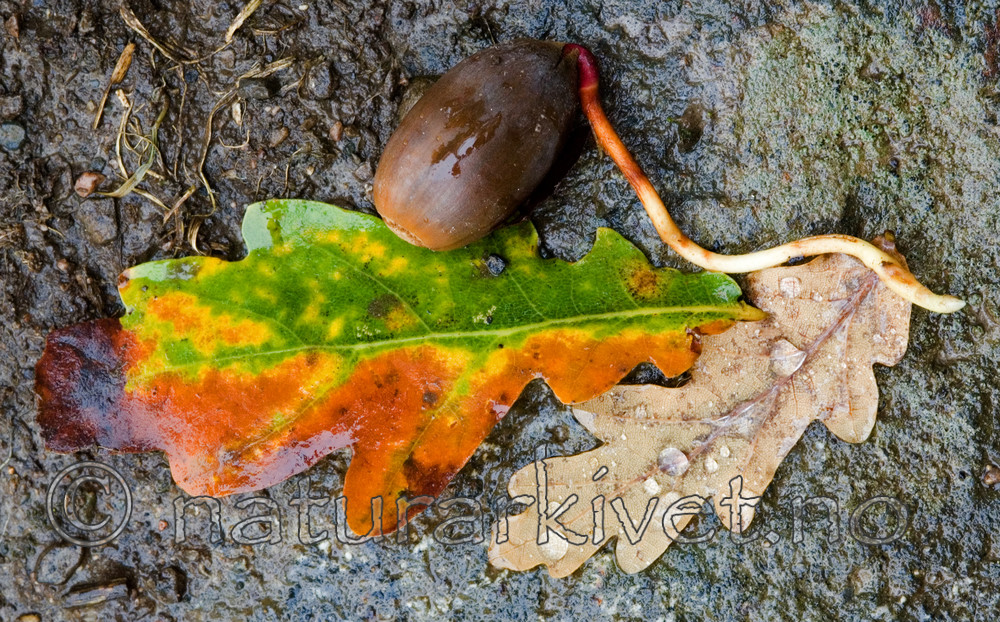 BB 06 0137 / Quercus robur / Sommereik