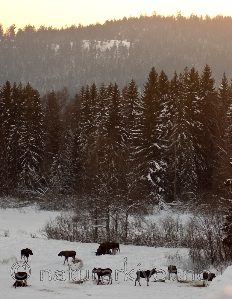 BB 06 0141 / Alces alces / Elg