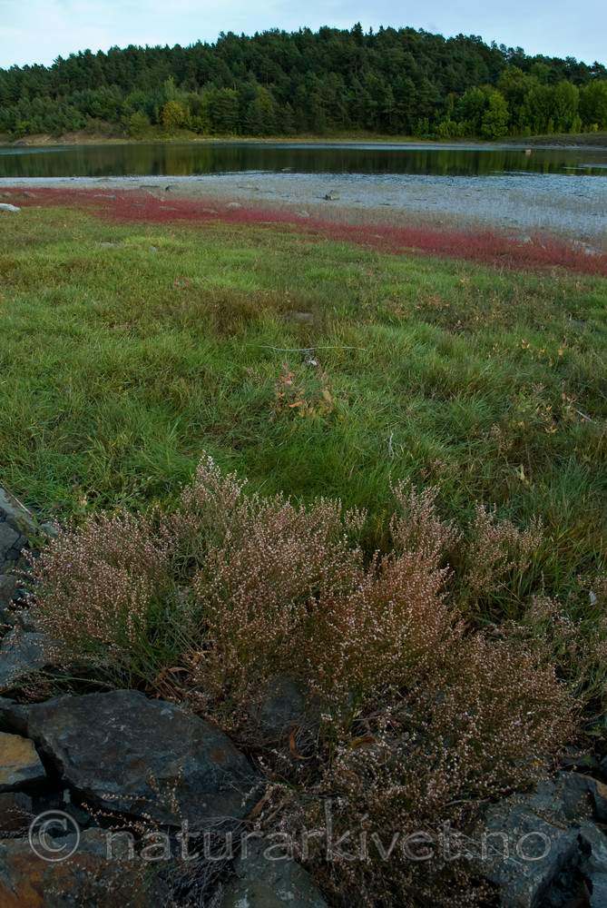 BB 06 0145 / Limonium humile / Strandrisp