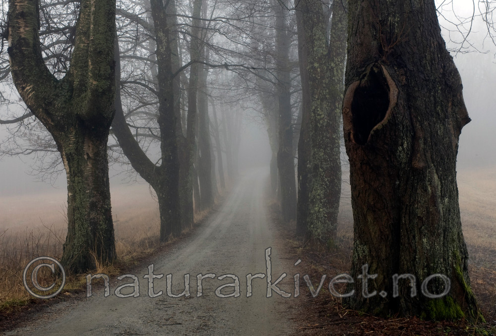 BB 06 0154 / Betula pendula / Hengebjørk