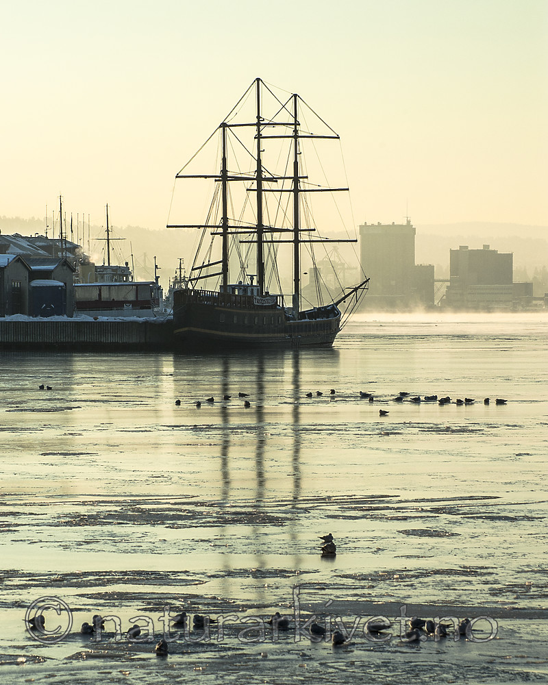 BB 06 0160 / Larus argentatus / Gråmåke
