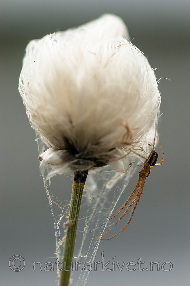 BB 06 0162 / Eriophorum vaginatum / Torvmyrull