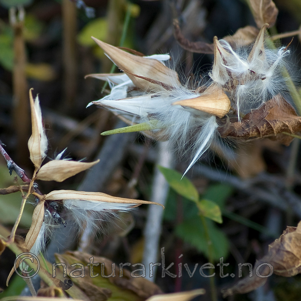 BB 06 0164 / Vincetoxicum rossicum / Russesvalerot