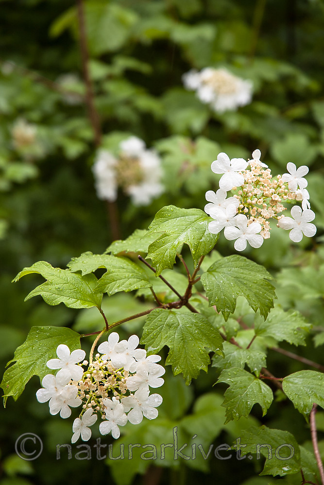 BB 06 0166 / Viburnum opulus / Korsved