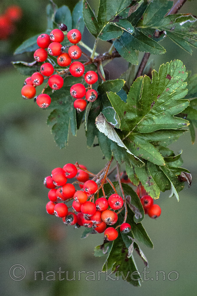 BB 06 0167 / Sorbus hybrida / Rognasal