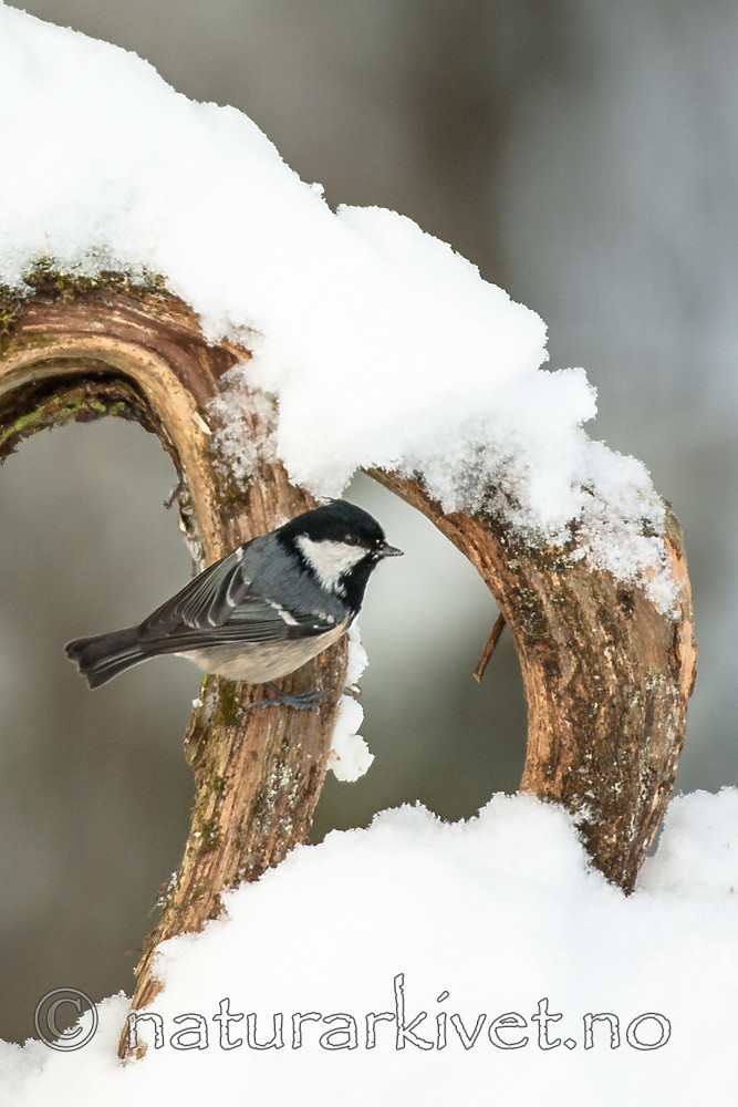 BB 06 0168 / Periparus ater / Svartmeis
