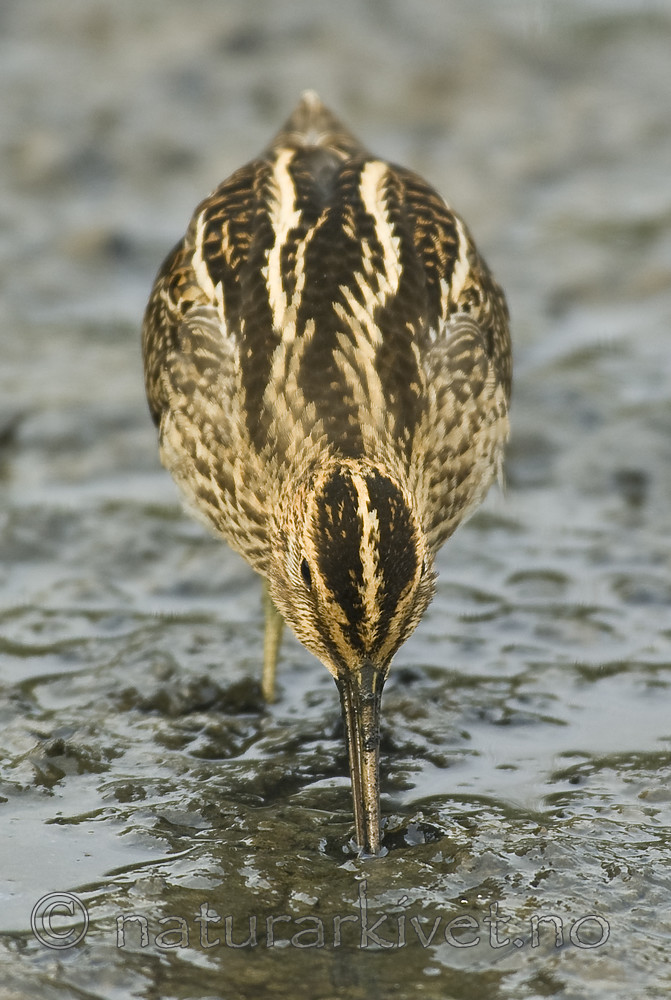 BB 06 0172 / Gallinago gallinago / Enkeltbekkasin