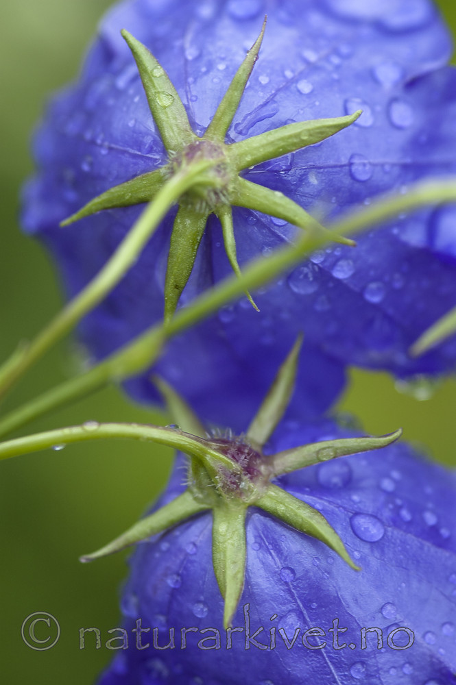 BB 06 0175 / Campanula persicifolia / Fagerklokke