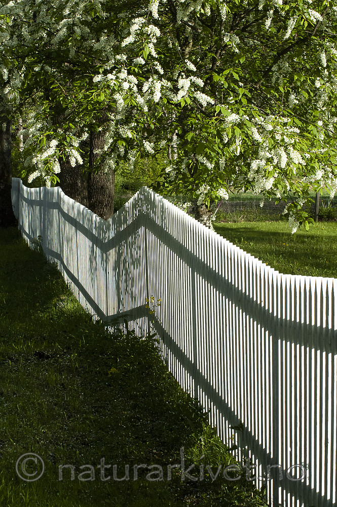 BB 06 0177 / Prunus padus / Hegg