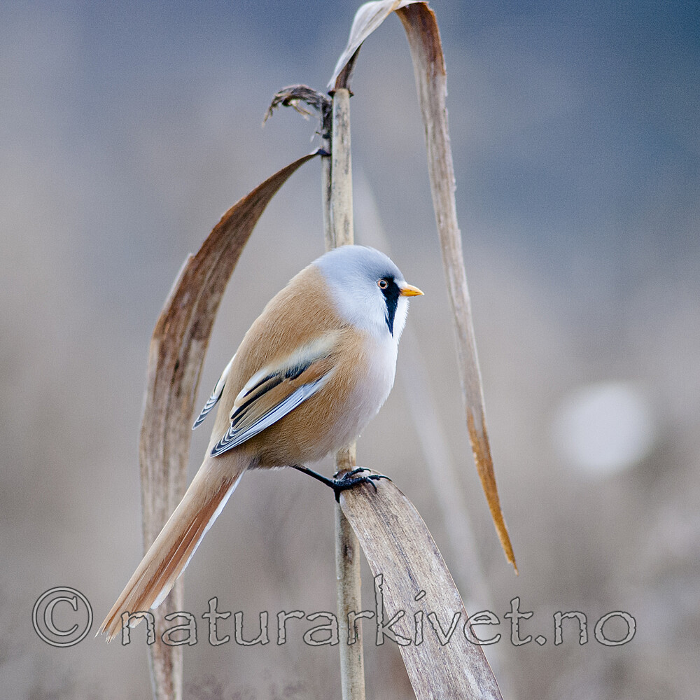 BB 06 0179 / Panurus biarmicus / Skjeggmeis <br /> Phragmites australis / Takrør