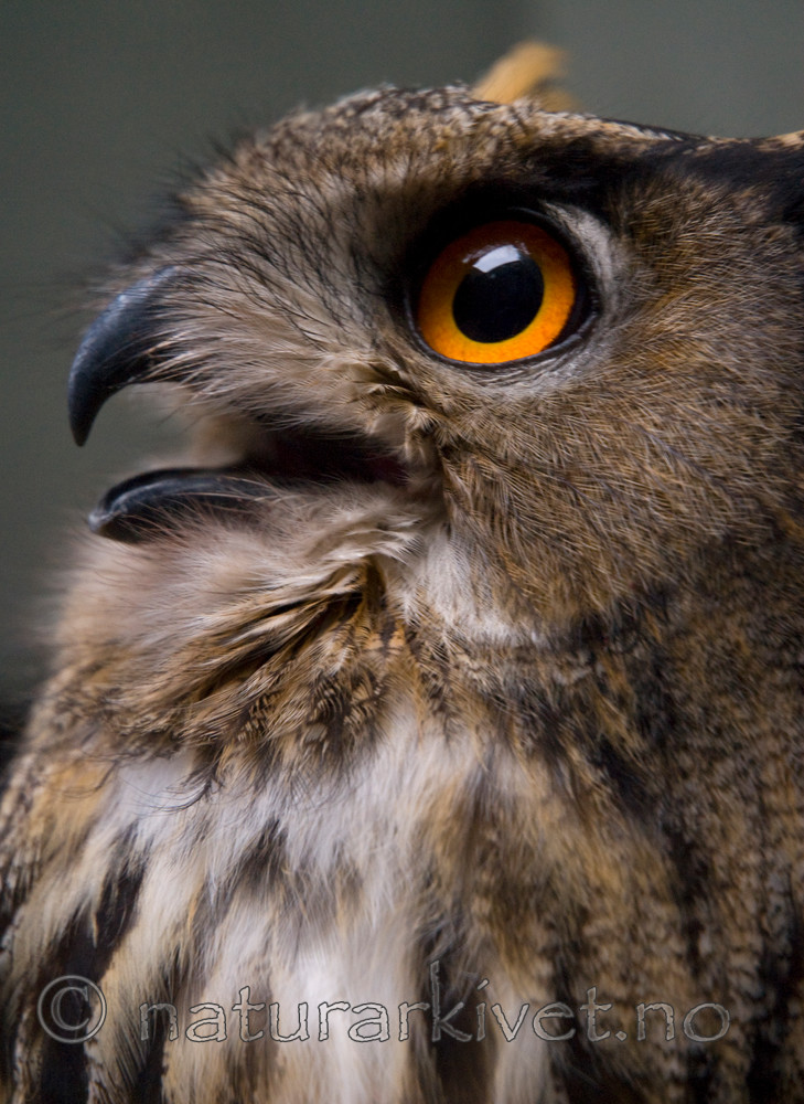 BB 07 0001 / Bubo bubo / Hubro