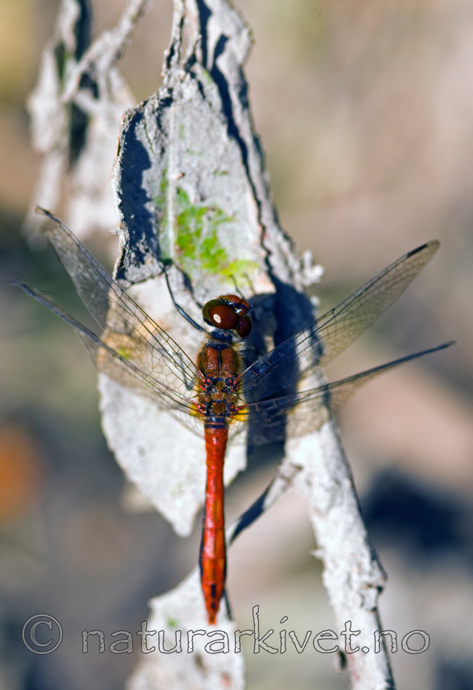 BB 07 0006 / Sympetrum sanguineum / Blodrød høstlibelle