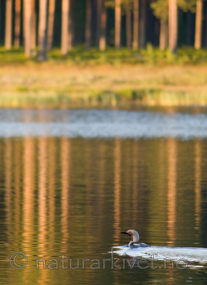 BB 07 0009 / Gavia arctica / Storlom