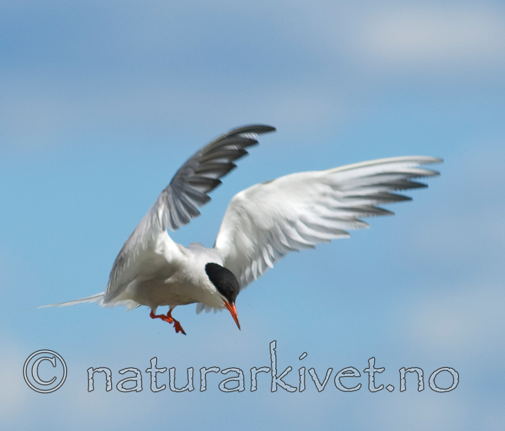 BB 07 0010 / Sterna hirundo / Makrellterne