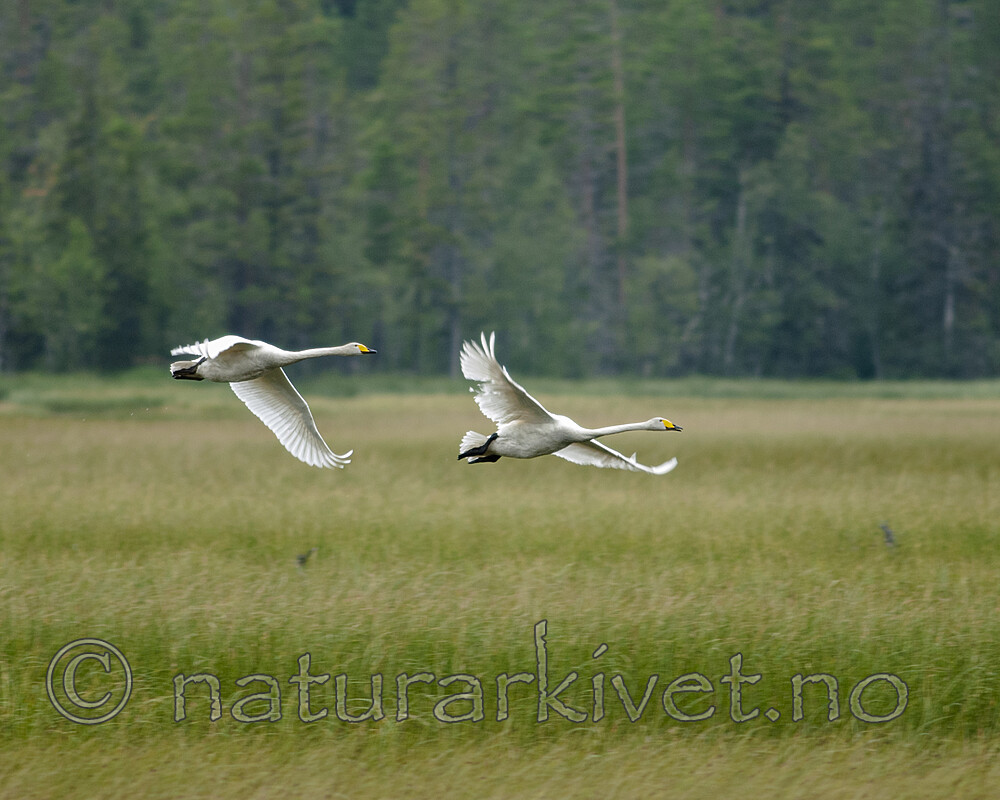 BB 07 0016 / Cygnus cygnus / Sangsvane