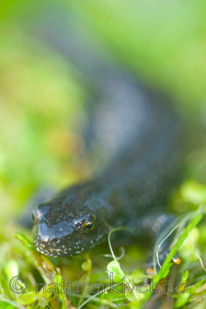 BB 07 0018 / Triturus cristatus / Storsalamander