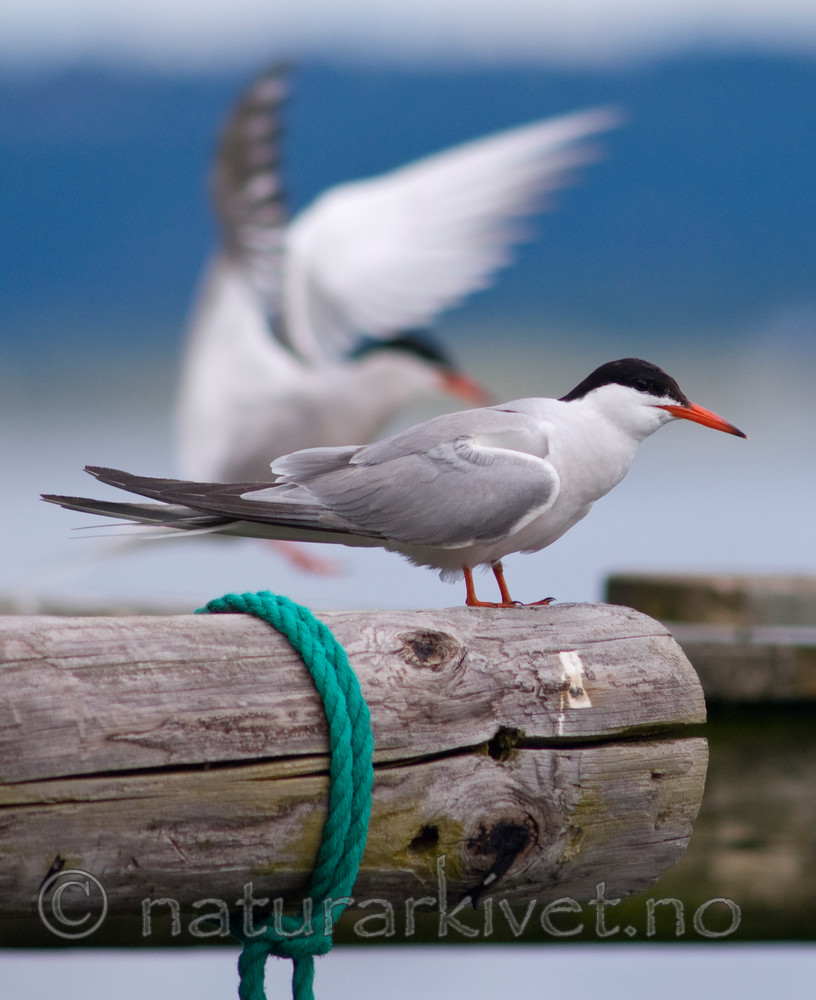 BB 07 0020 / Sterna hirundo / Makrellterne