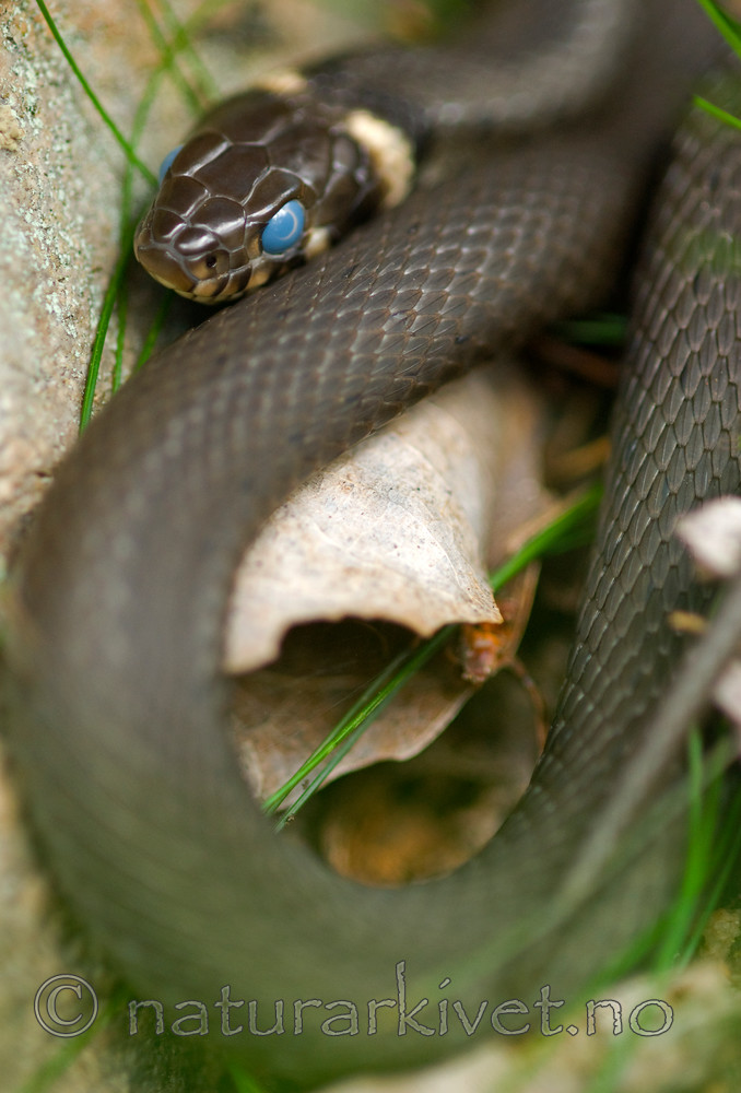 BB 07 0034 / Natrix natrix / Buorm
