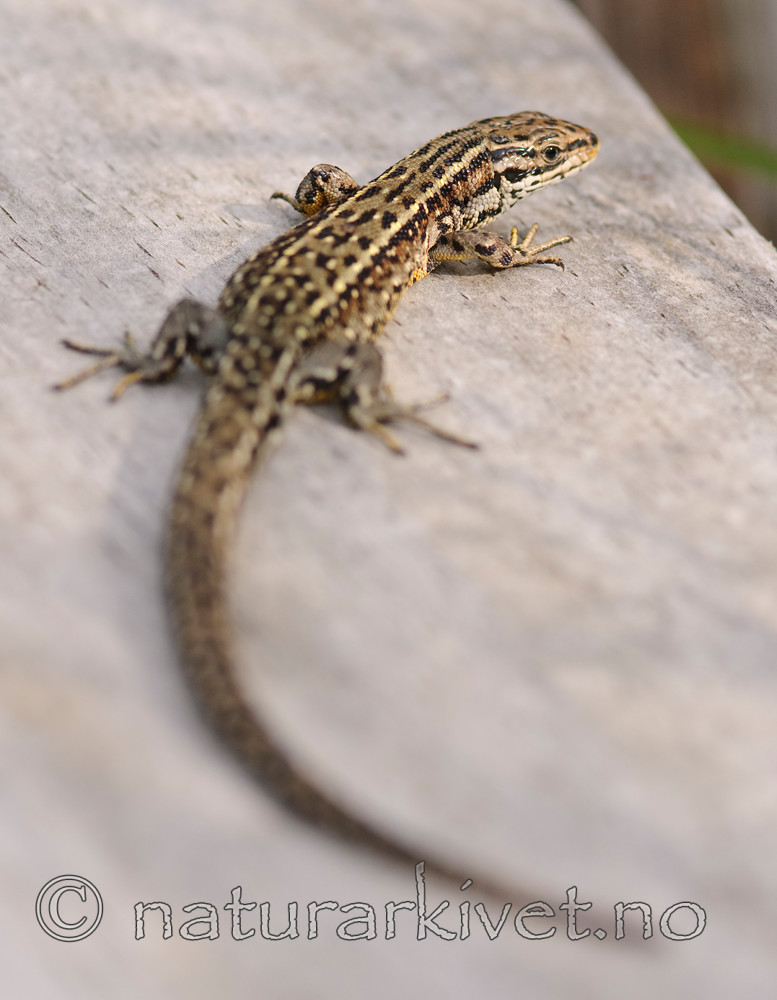 BB 07 0037 / Zootoca vivipara / Nordfirfisle