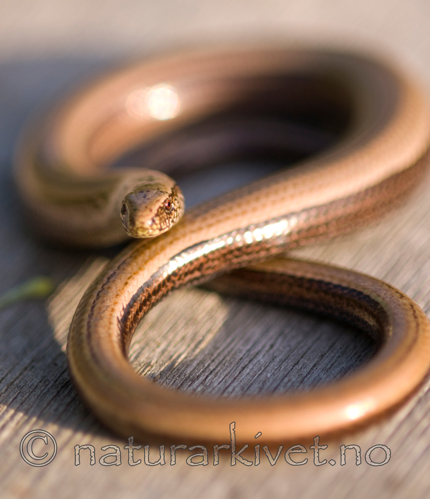 BB 07 0039 / Anguis fragilis / Stålorm