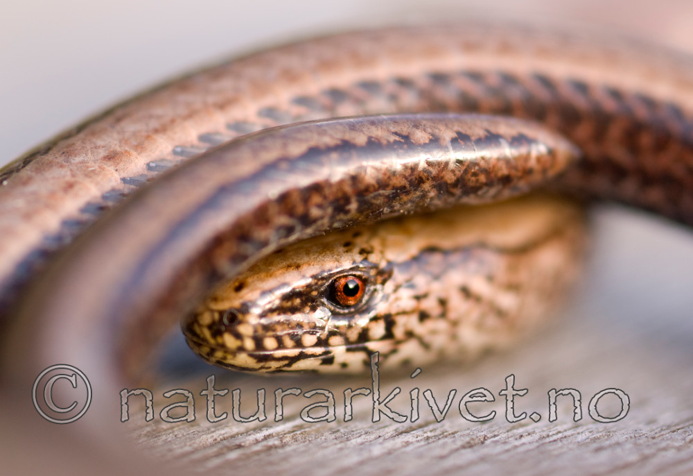 BB 07 0040 / Anguis fragilis / Stålorm
