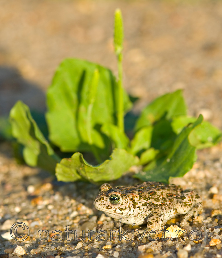 BB 07 0049 / Plantago major / Groblad