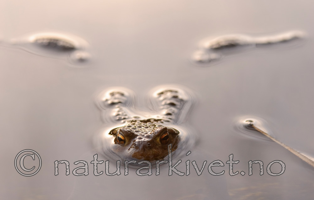 BB 07 0054 / Bufo bufo / Nordpadde