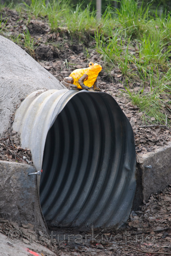 BB 07 0056 / Bufo bufo / Nordpadde