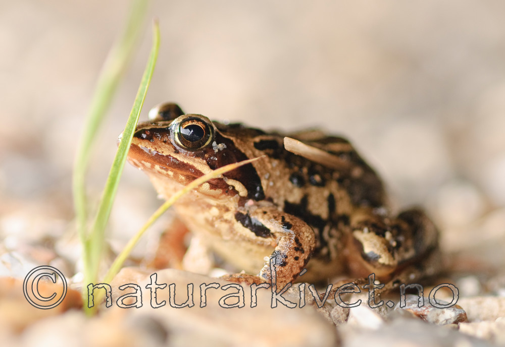 BB 07 0059 / Rana arvalis / Spissnutefrosk