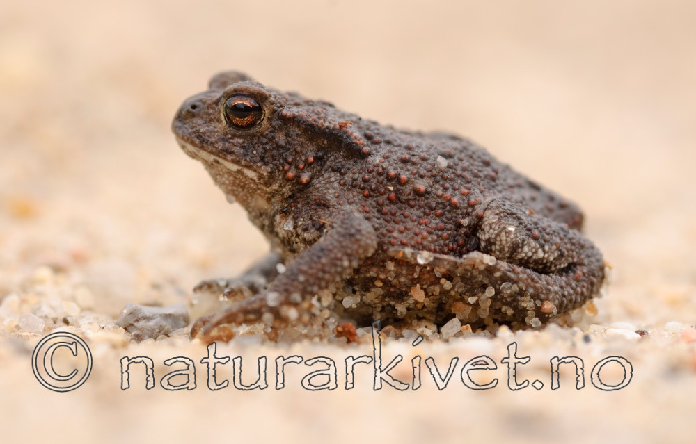 BB 07 0061 / Bufo bufo / Nordpadde