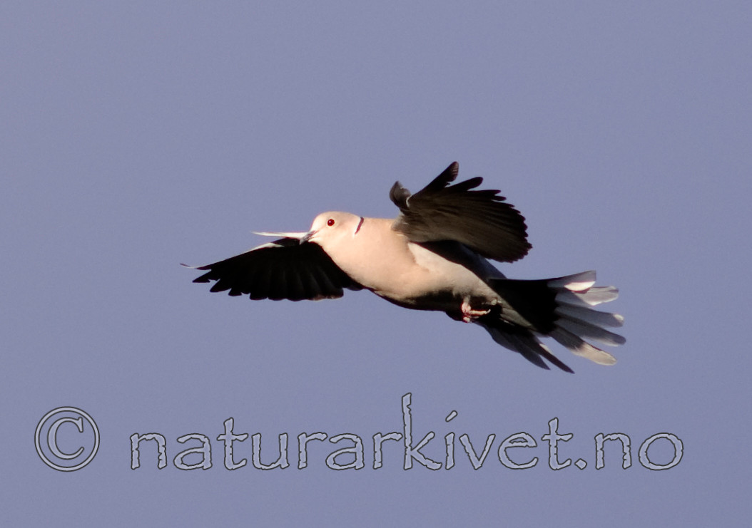 BB 07 0066 / Streptopelia decaocto / Tyrkerdue