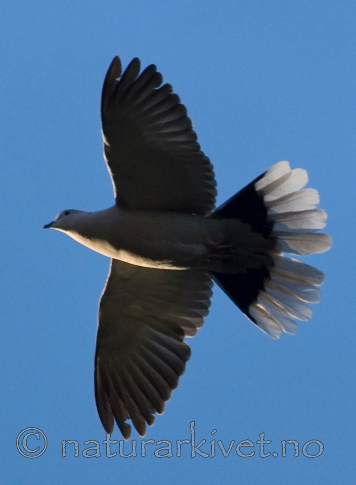 BB 07 0068 / Streptopelia decaocto / Tyrkerdue