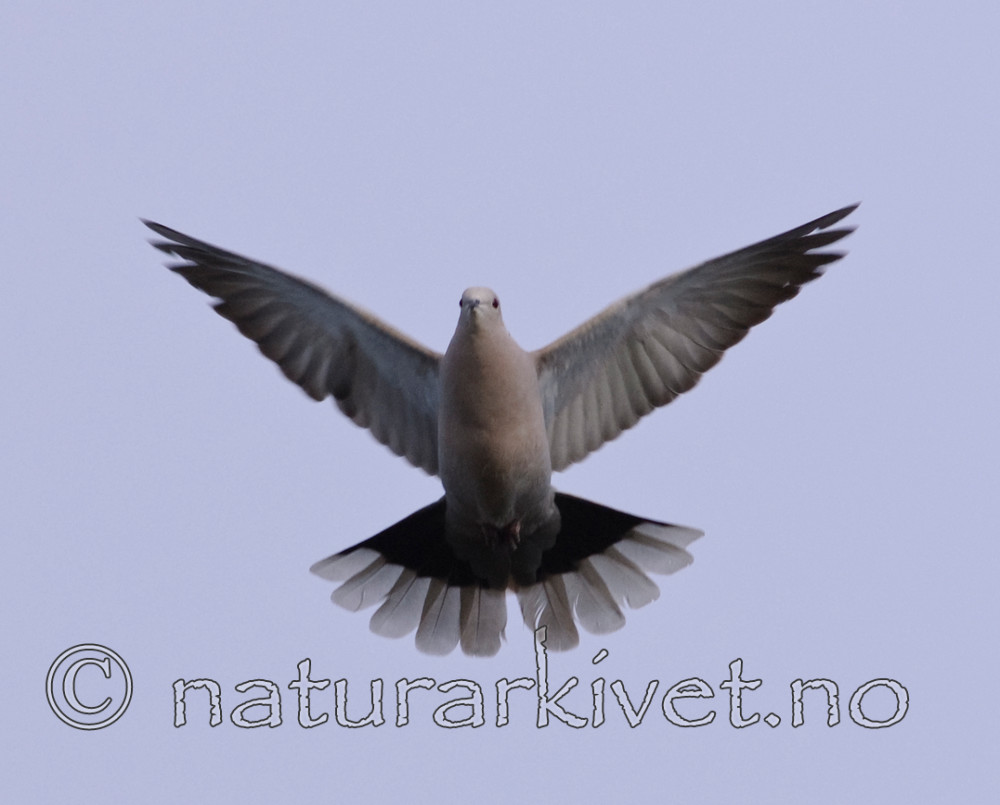 BB 07 0069 / Streptopelia decaocto / Tyrkerdue