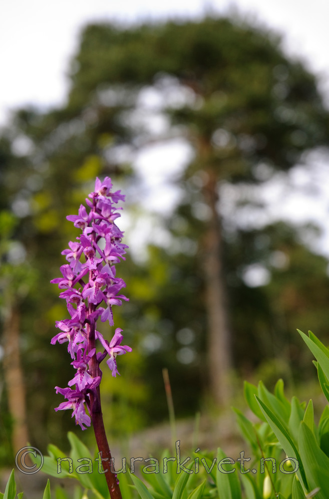 BB 07 0074 / Orchis mascula / Vårmarihand <br /> Pinus sylvestris / Furu