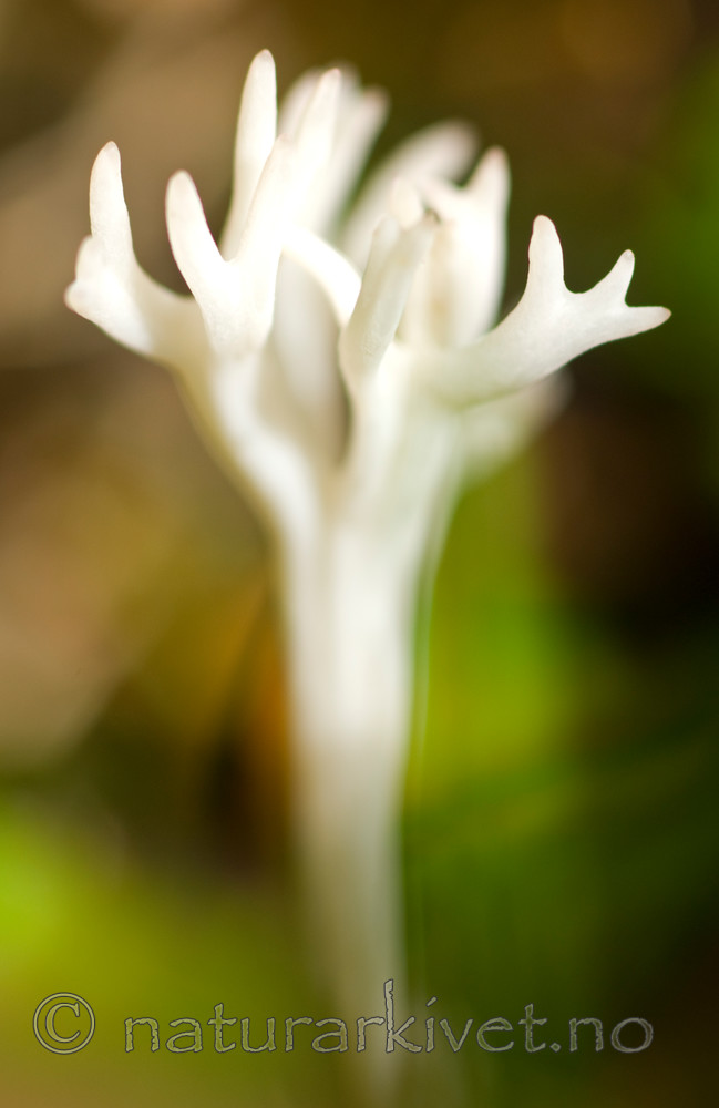 BB 07 0079 / Ramariopsis subtilis / Elegant småfingersopp