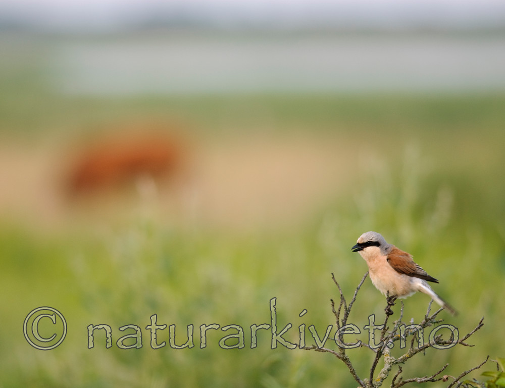 BB 07 0083 / Lanius collurio / Tornskate