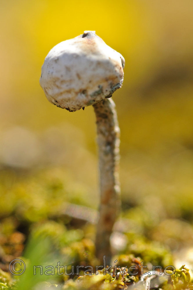 BB 07 0086 / Tulostoma brumale / Grann styltesopp