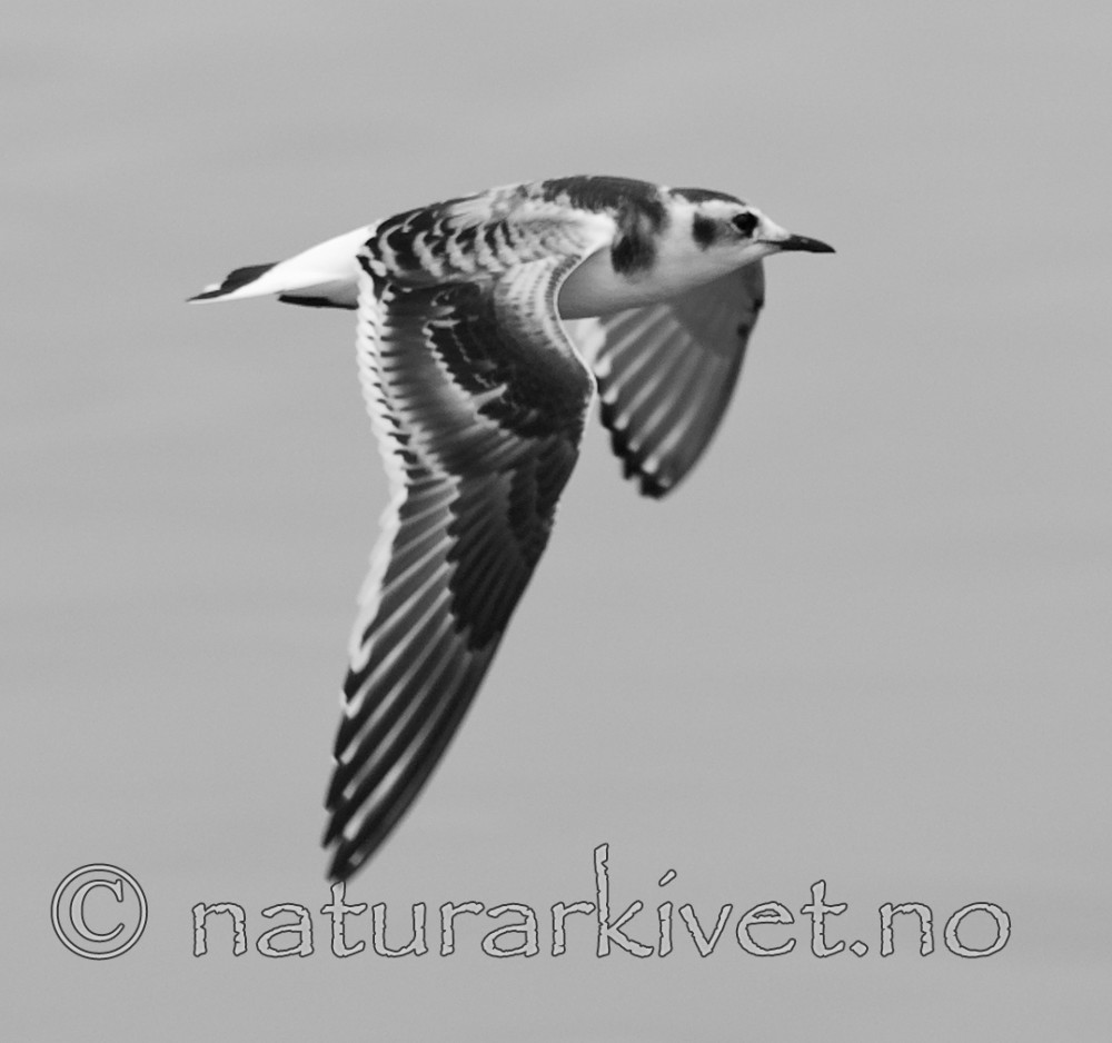 BB 07 0087 / Hydrocoloeus minutus / Dvergmåke