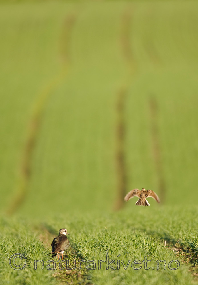 BB 07 0088 / Alauda arvensis / Sanglerke <br /> Vanellus vanellus / Vipe