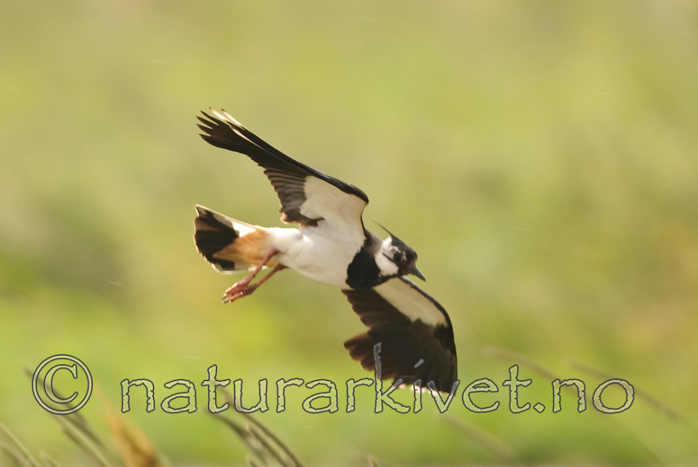 BB 07 0092 / Vanellus vanellus / Vipe