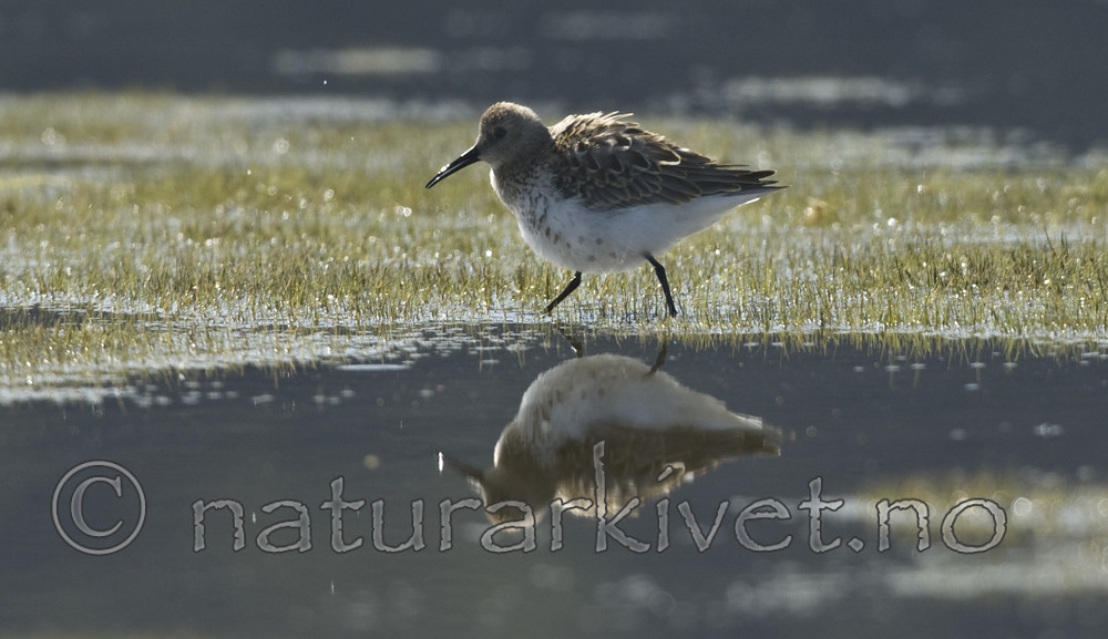 BB 07 0104 / Calidris alpina / Myrsnipe
