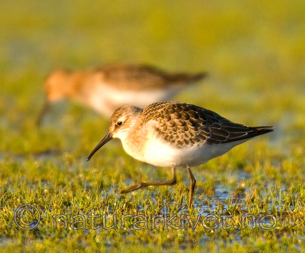 BB 07 0107 / Calidris ferruginea / Tundrasnipe <br /> Tringa totanus / Rødstilk
